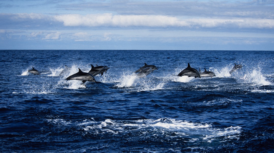 Video de delfines nadando en mar guajiro se roba el show en redes sociales