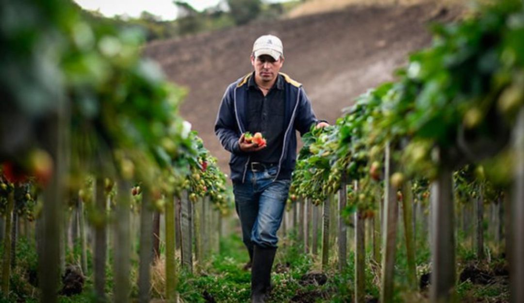 Dignidad Agropecuaria pide congelación de creditos: Dignidad Agropecuaria pide al Gobierno Nacional congelación de créditos