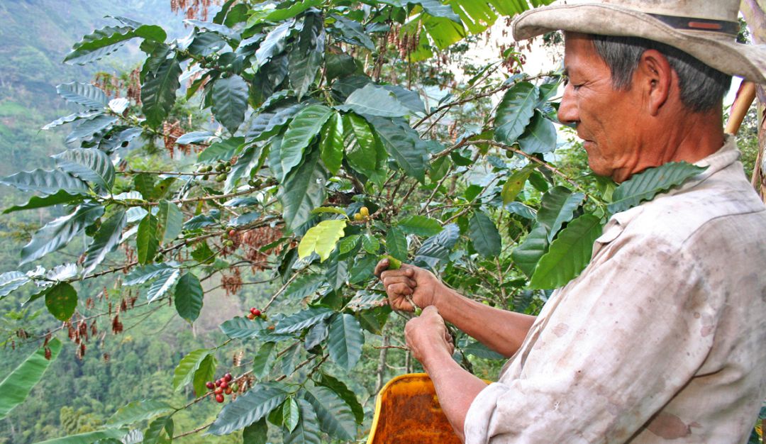 Recolección cafetera