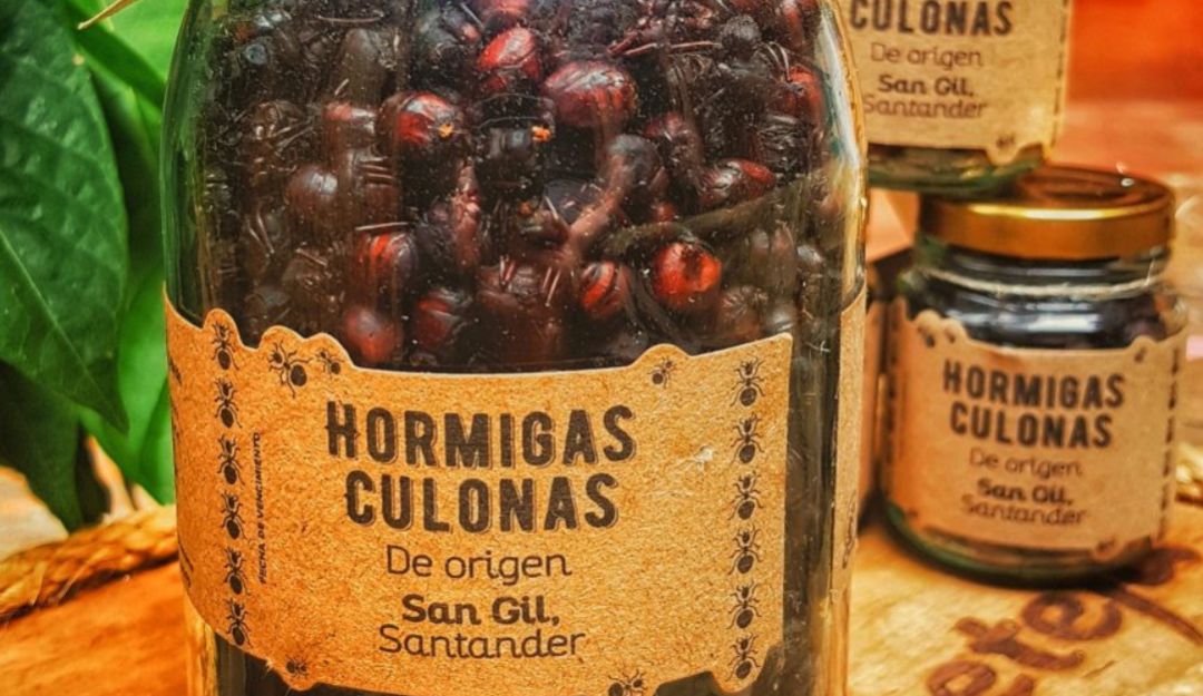 Bucaramanga Emergencia Coronavirus Hormigas Culonas Insectos: Aún en cuarentena las hormigas culonas sí salieron