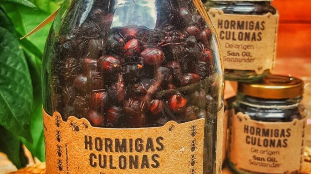 Aún en cuarentena las hormigas culonas sí salieron