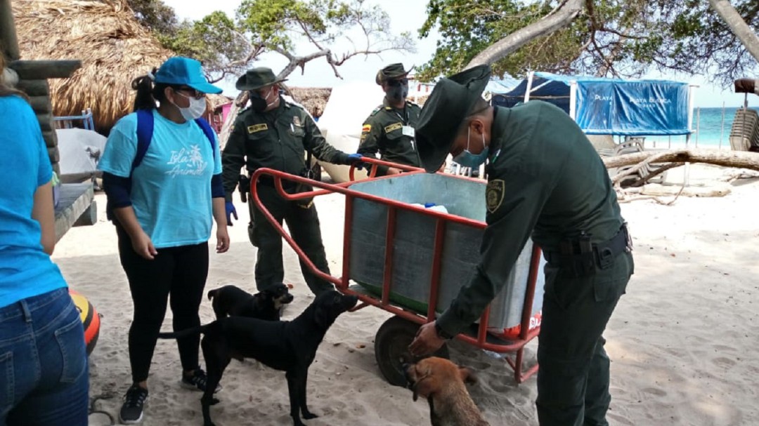 Animales abandonados reciben alimentos y vitaminas en Cartagena