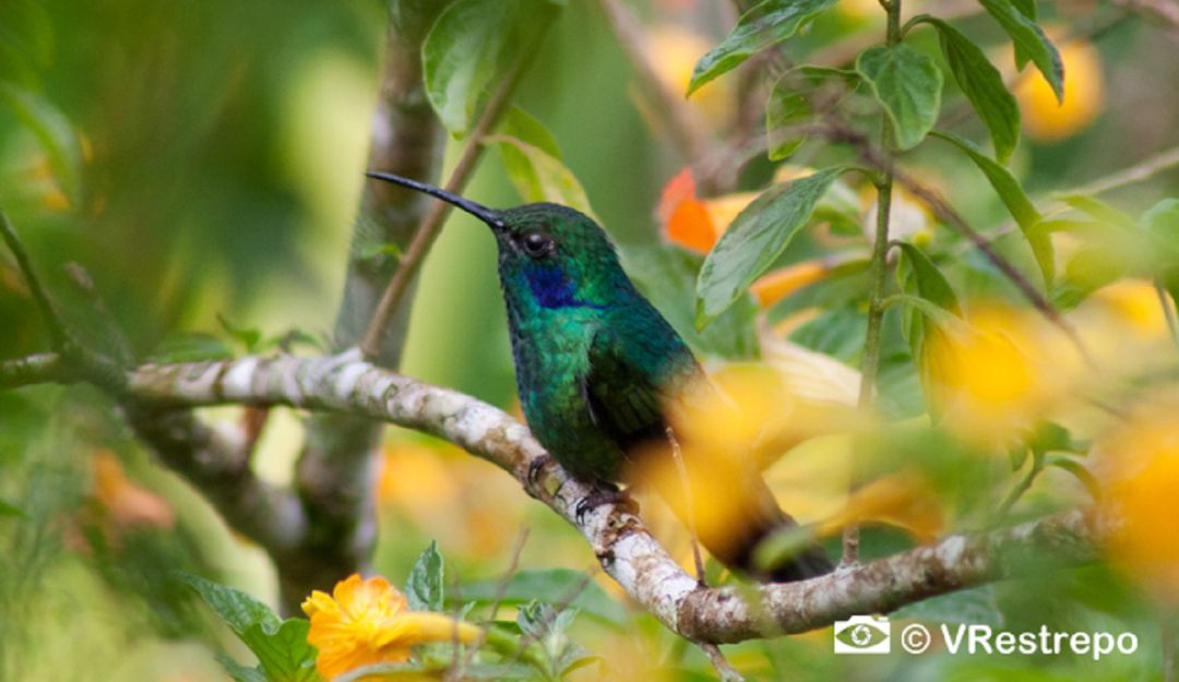 Fotografía tomada en la Sierra Nevada de Santa Marta