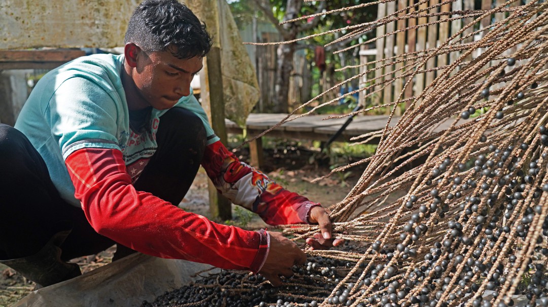 Enfoque agro-ambiental para proteger la Amazonía