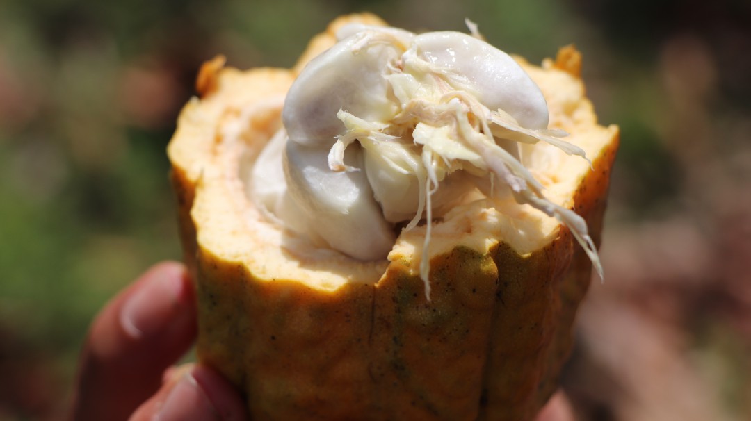Agrosavia enseña a los niños a apreciar el cacao