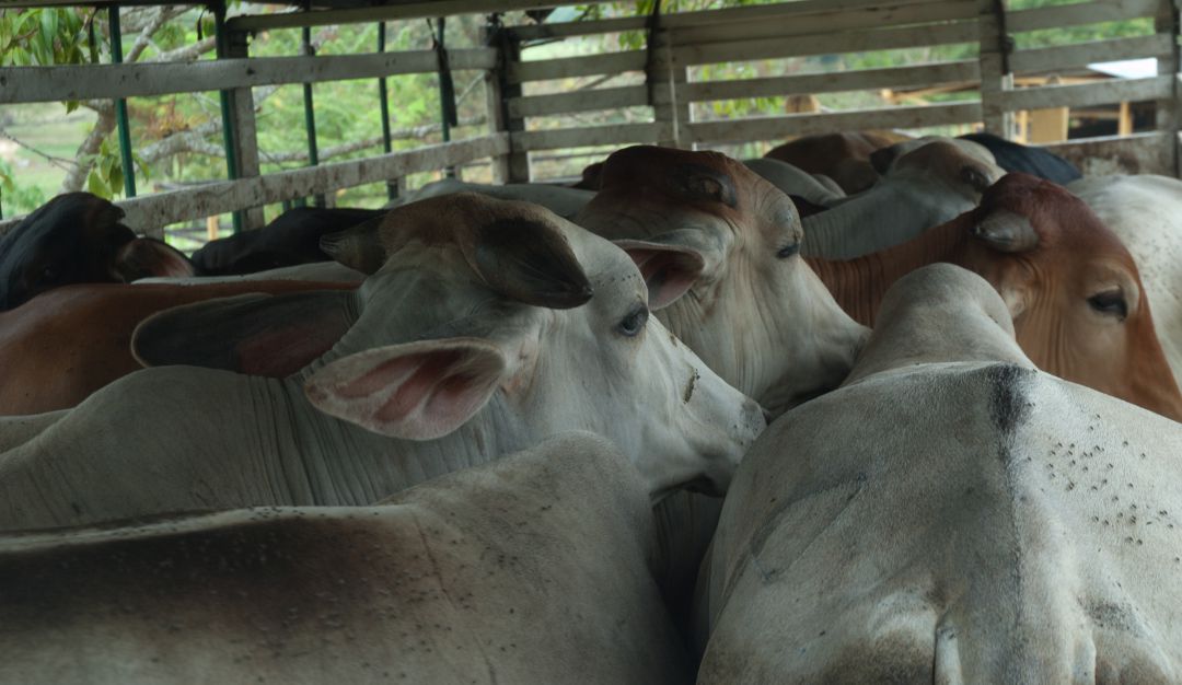 Protección animales por pandemia de coronavirus: No abandone los animales de granja por el temor al coronavirus