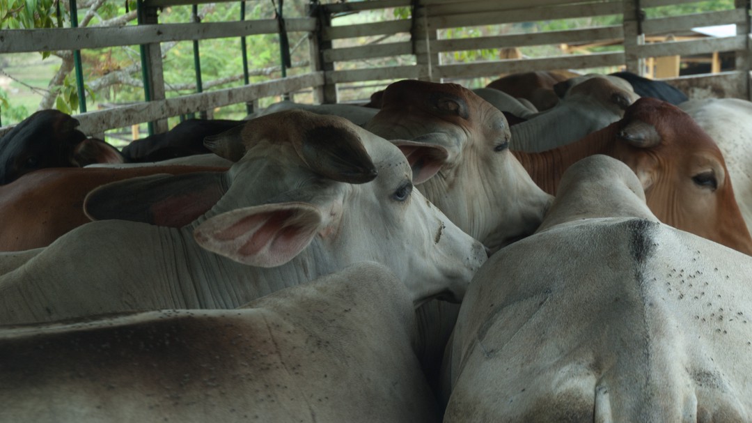 No abandone los animales de granja por el temor al coronavirus