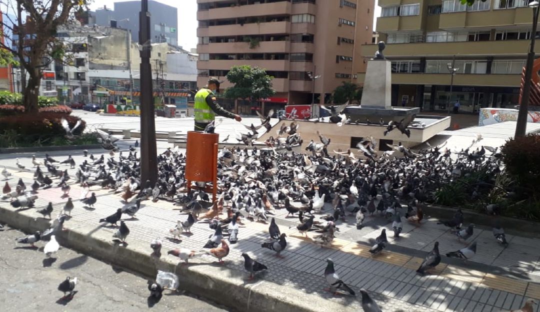 Noticias Colombia: Patrullero de la Policía alimenta a más de 500 palomas: Patrullero de la Policía alimenta a más de 500 palomas