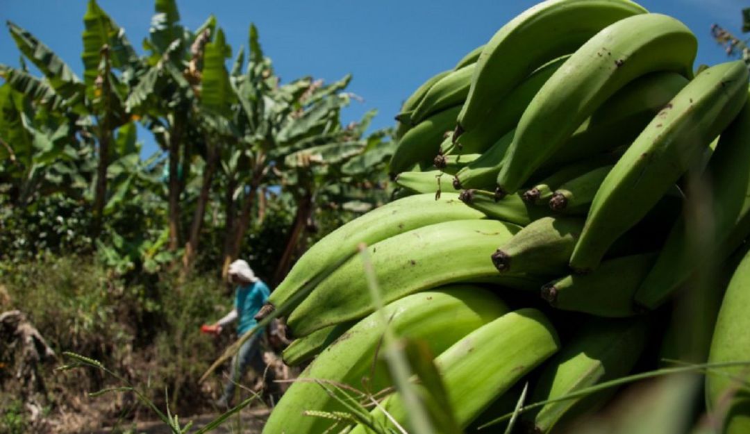 campaña social: Daes compra yuca y plátano para los más necesitados en la cuarentena