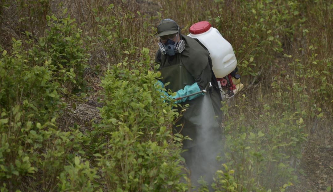 Narcotráfico en Colombia: El Pacífico sigue siendo la principal ruta de narcos: Fundación Pares