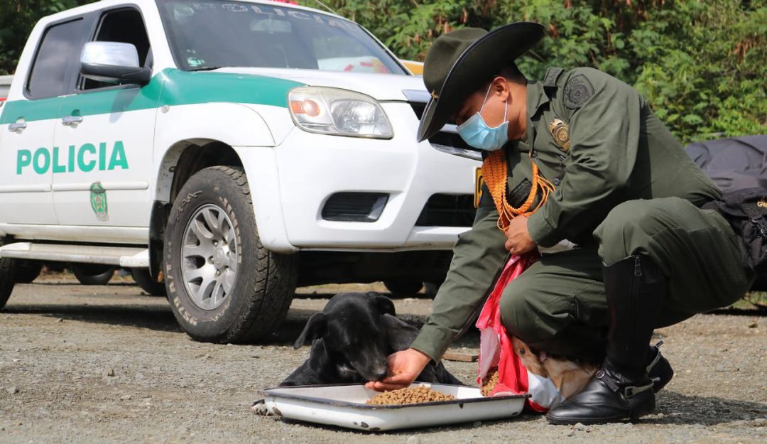 Abandono de animales por coronavirus: El abandono de animales no es una consecuencia del miedo por el coronavirus