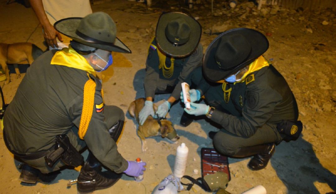 Entrega alimentos a animales Cartagena: En Cartagena, policía entrega alimentos a caballos y perros