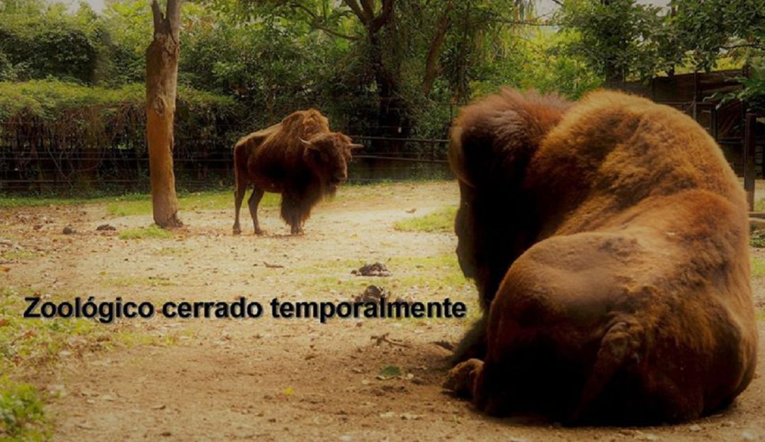 La alcaldía entregará ayudas al zoológico Santafe de Medellín: La alcaldía apadrinará a los animales del Zoológico de Medellín