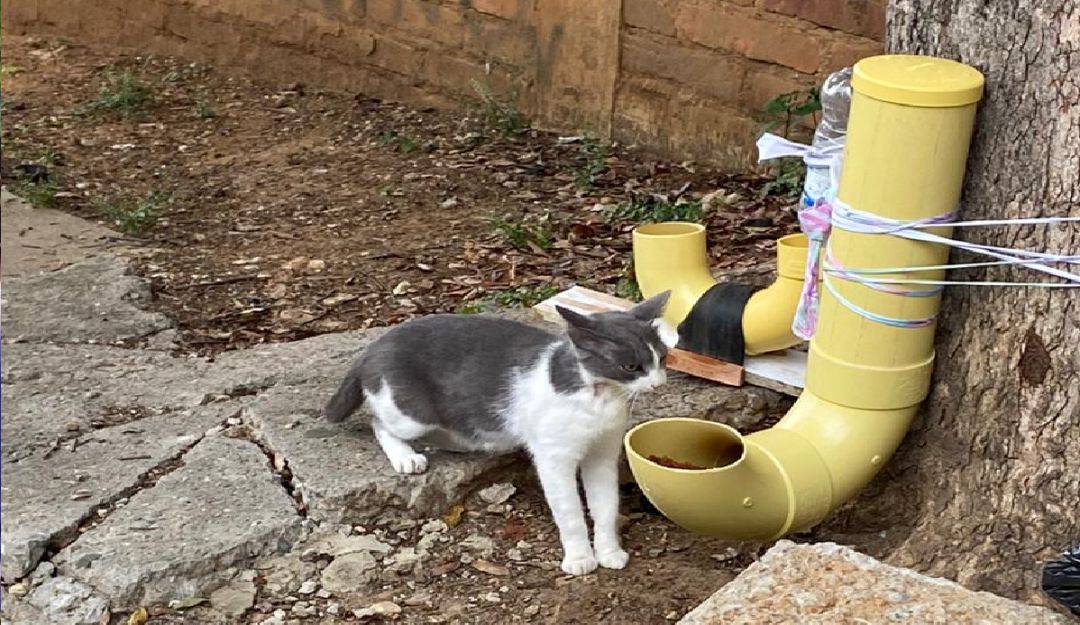 BUCARAMANGA, SANTANDER,ANIMALES, PERROS, GATOS: Ofrecen alimentos a animales callejeros en cuarentena