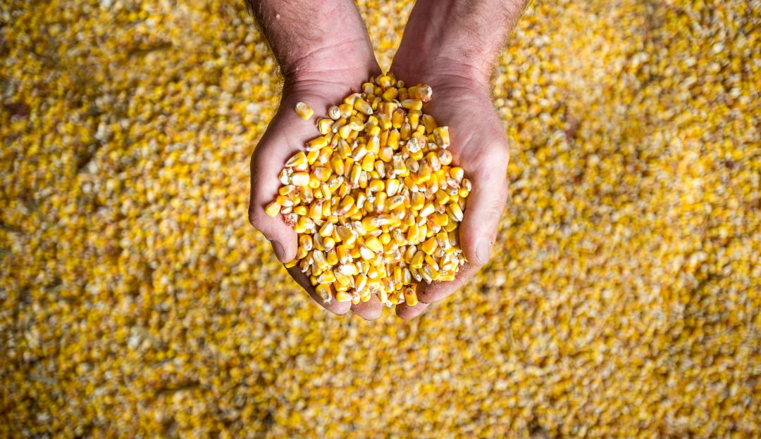Noticias Colombia: Suspenden aranceles de maíz, sorgo y soya por 3 meses: Se suspenden aranceles de maíz, sorgo y soya por 3 meses