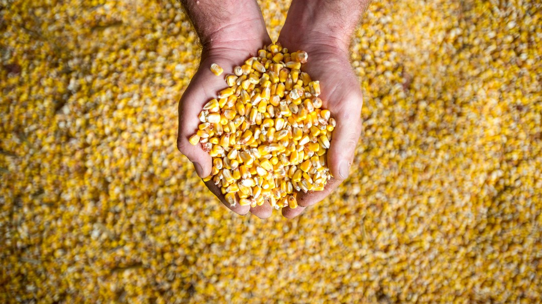 Se suspenden aranceles de maíz, sorgo y soya por 3 meses