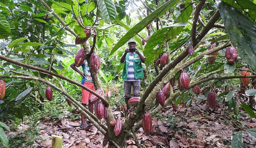 Producción de cacao en el Chocó