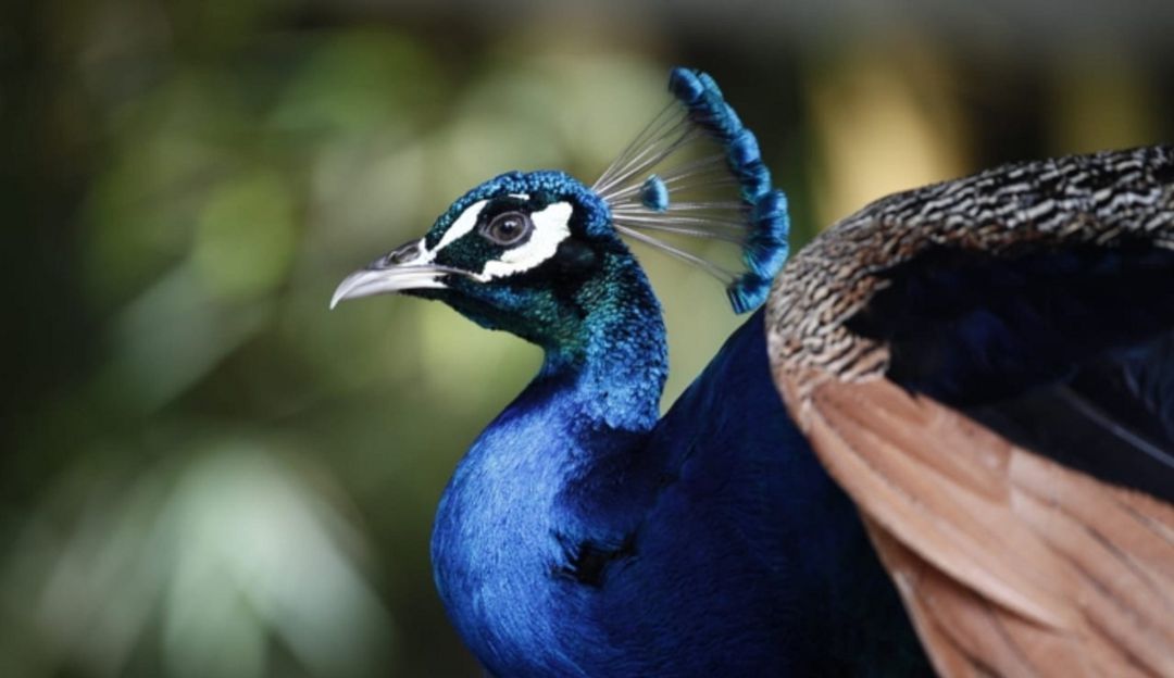Ya se le aseguró el alimento a los animales del Zoológico Santa Fe