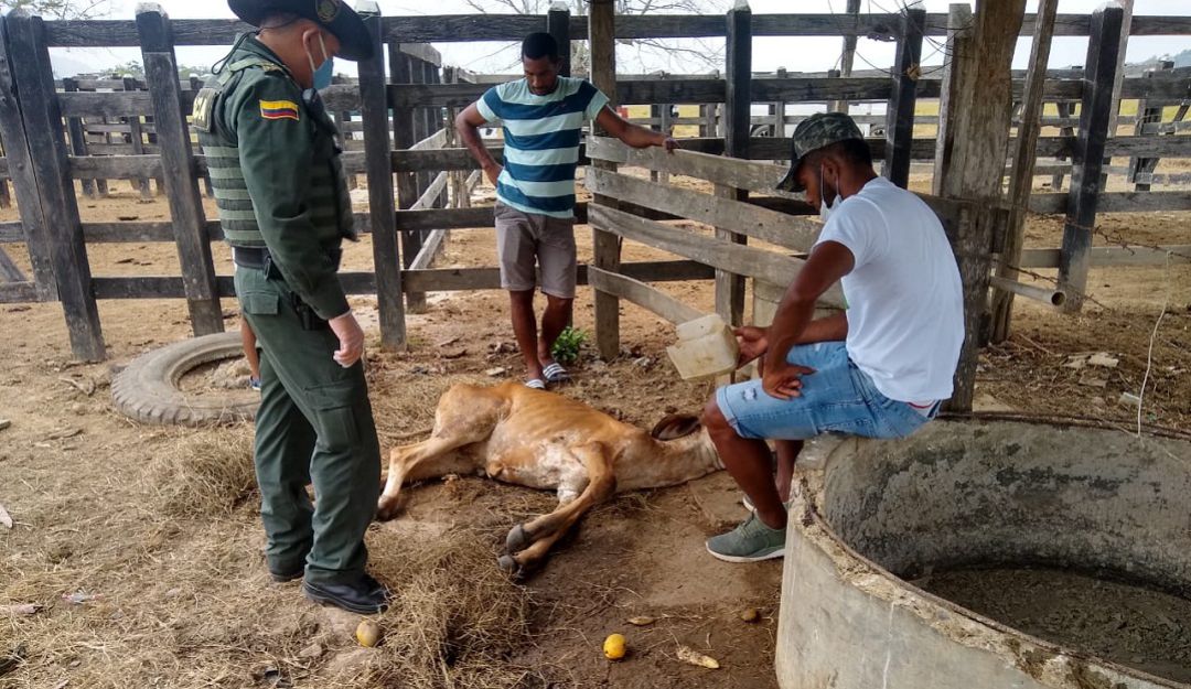Miguel Ángel Borja futbolista Tierralta Córdoba vaca violación policía: Borja denuncia violación de una ternera en su finca en Tierralta, Córdoba