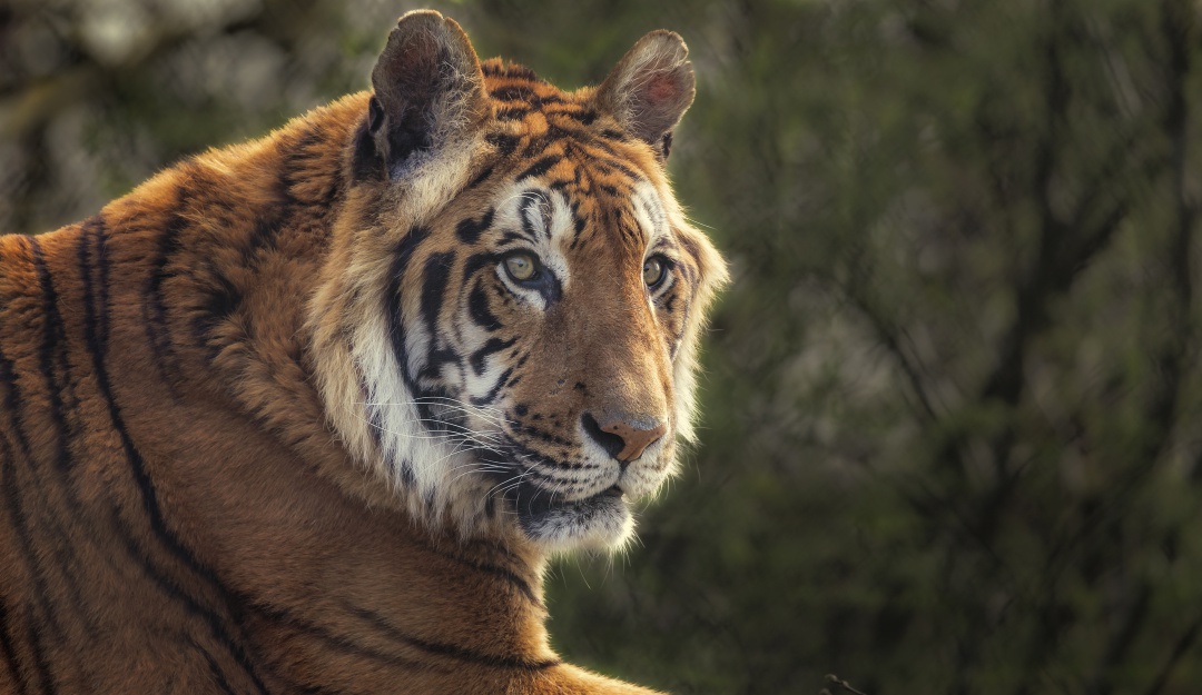 Zoológico de Guatika en Boyacá: Zoológico de Guatika en Boyacá requiere alimentos para más de 1000 animales