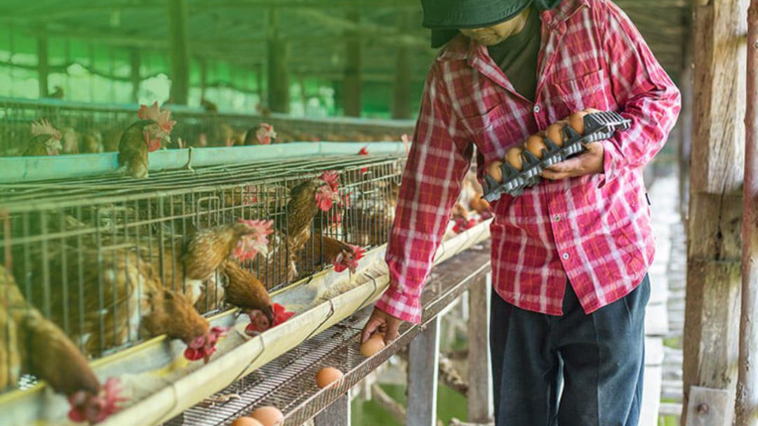Pollos y huevos para combatir la desnutrición