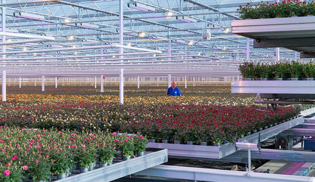 Luces led en los cultivos