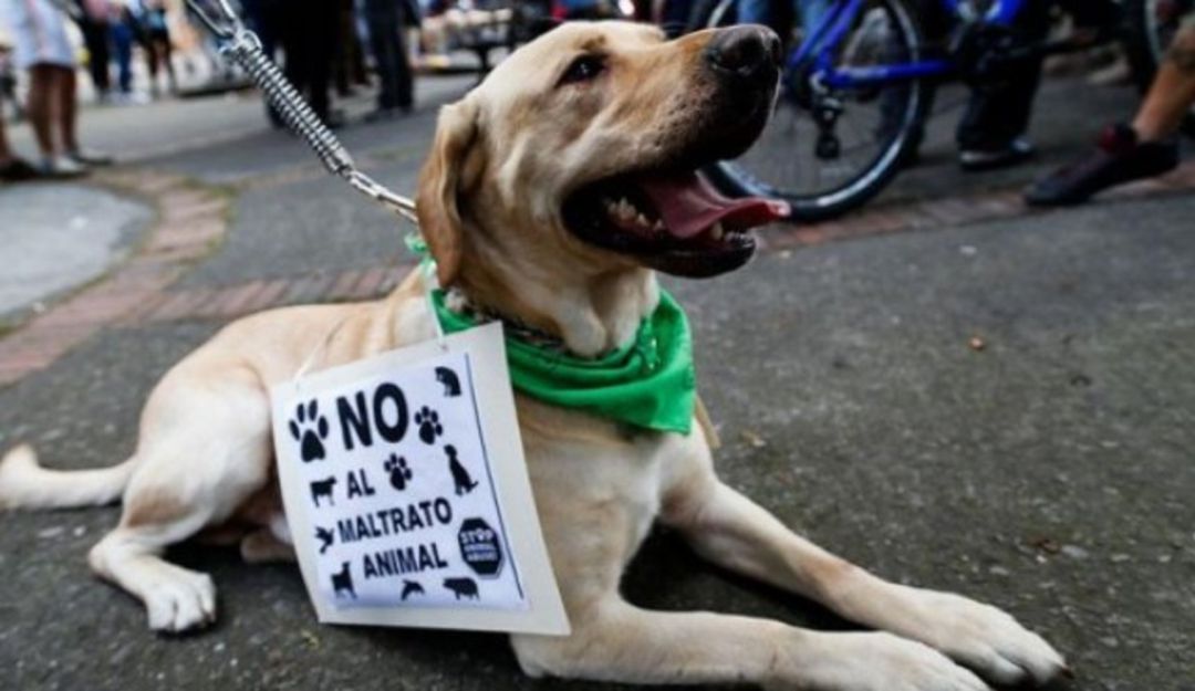 Abandono de perros y gatos en Pereira: Perros y gatos abandonados en Pereira son recogidos por la Alcaldía