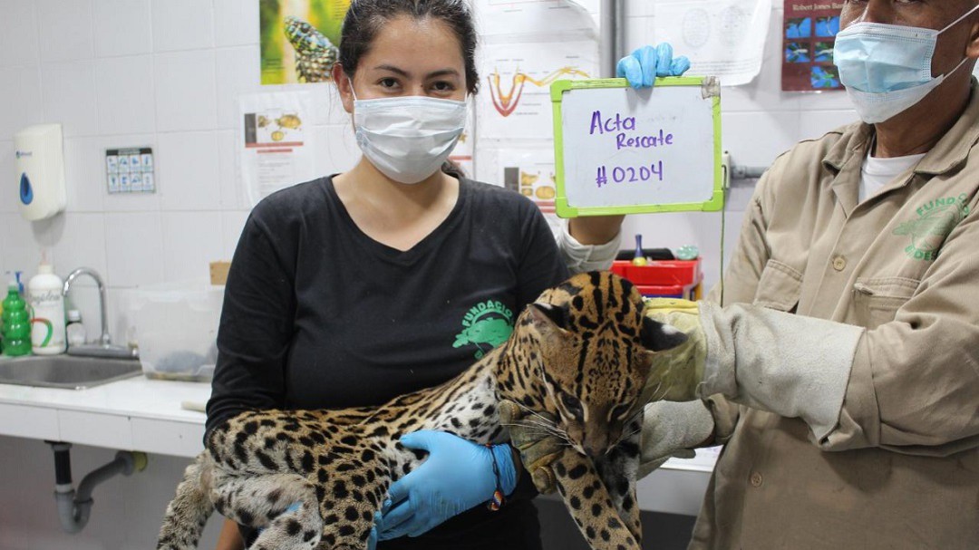 Un ocelote fue liberado por la CVC en la Reserva de Anchicayá