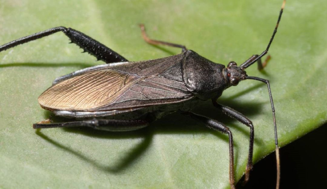Mal de chagas: Un colombiano ayudó a descubrir molécula contra el chagas