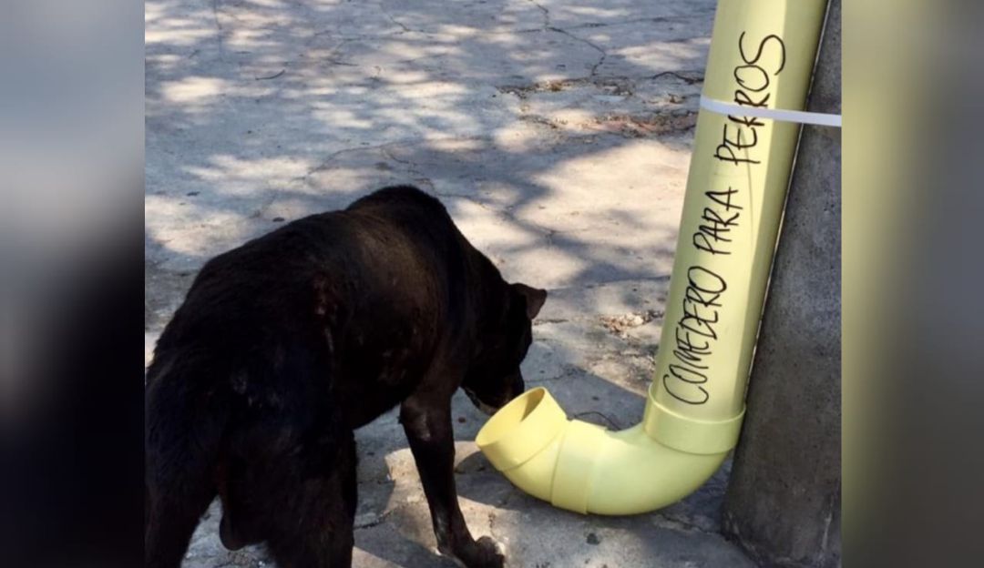 comida para animales: Instalan comederos para animales afectados por la cuarentena