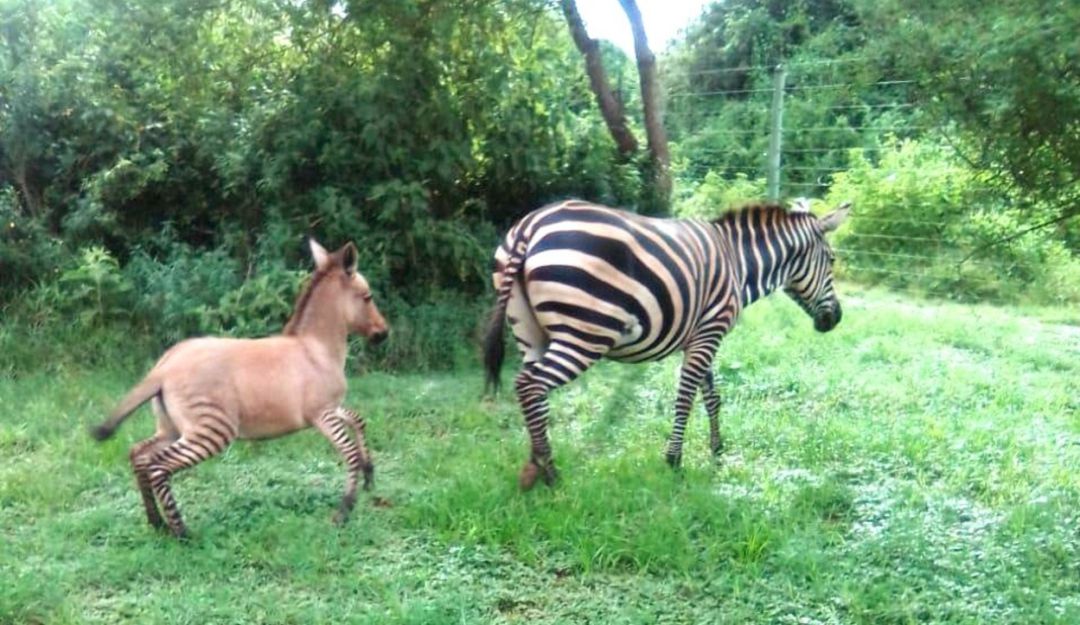 Hibridos de animales: Nació en Kenia una cría híbrido de cebra y burro