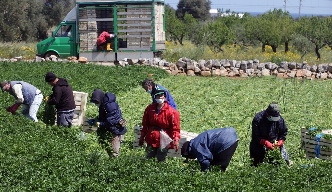 Ayudas para trabajadores del campo Coronavirus: Gobierno toma medidas para brindar apoyo a sectores verdes