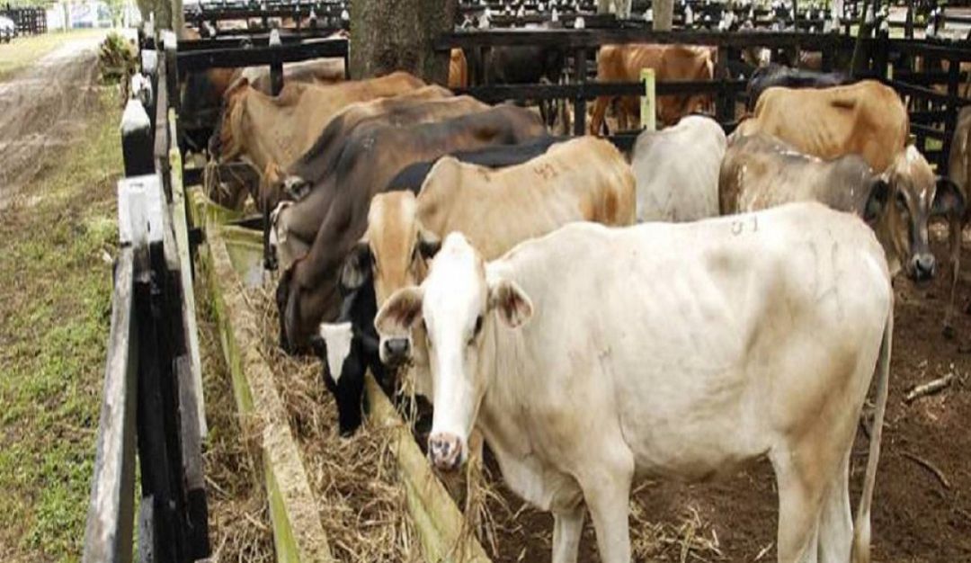 SEQUÍA EN LA COSTA: Producción lechera de la Costa cayó en un 50% por la sequía