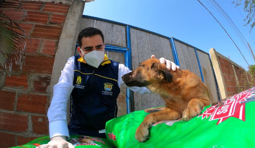 Animales en Bolívar: Gobernación de Bolívar entrega alimentos a 1500 perros y gatos