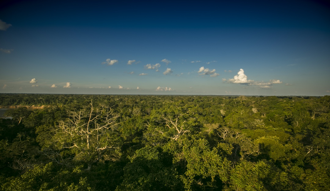 Disidencias de las FARC, Guaviare y Amazonía: Disidencias de FARC piden a campesinos tumbar selva en Guaviare y Amazonía