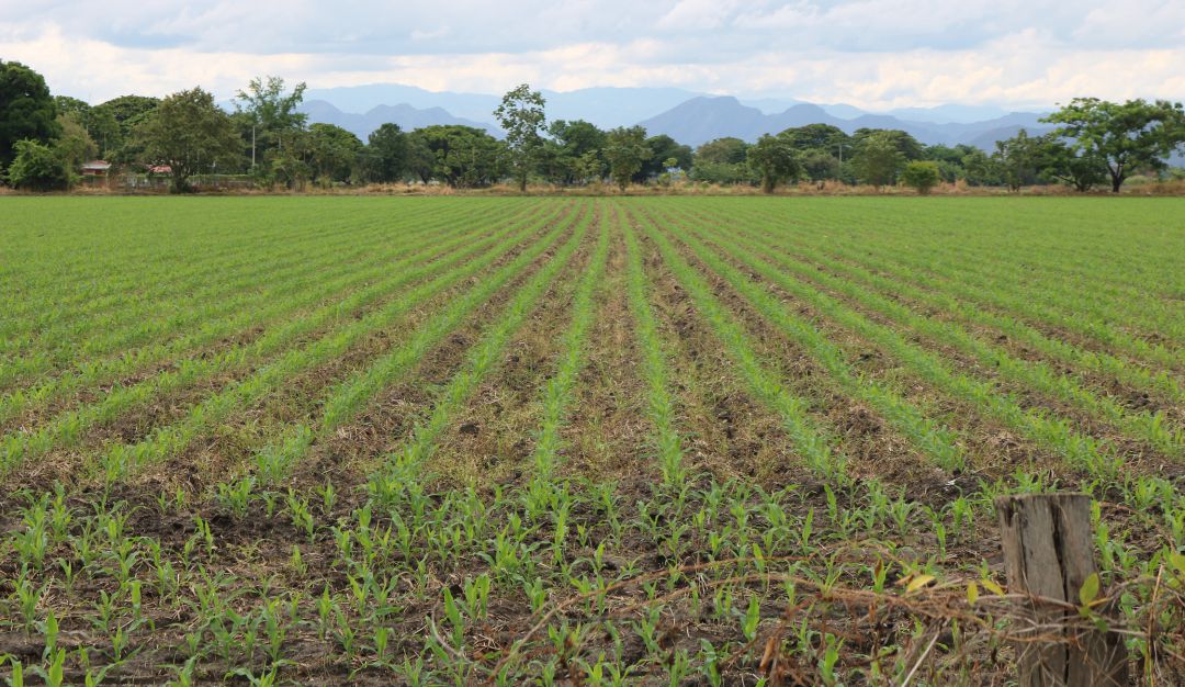 Gremio insumos y medicamentos agro y ganaderúa: Fortalecer apoyo a la producción campesina, plantea Asinfar Agro