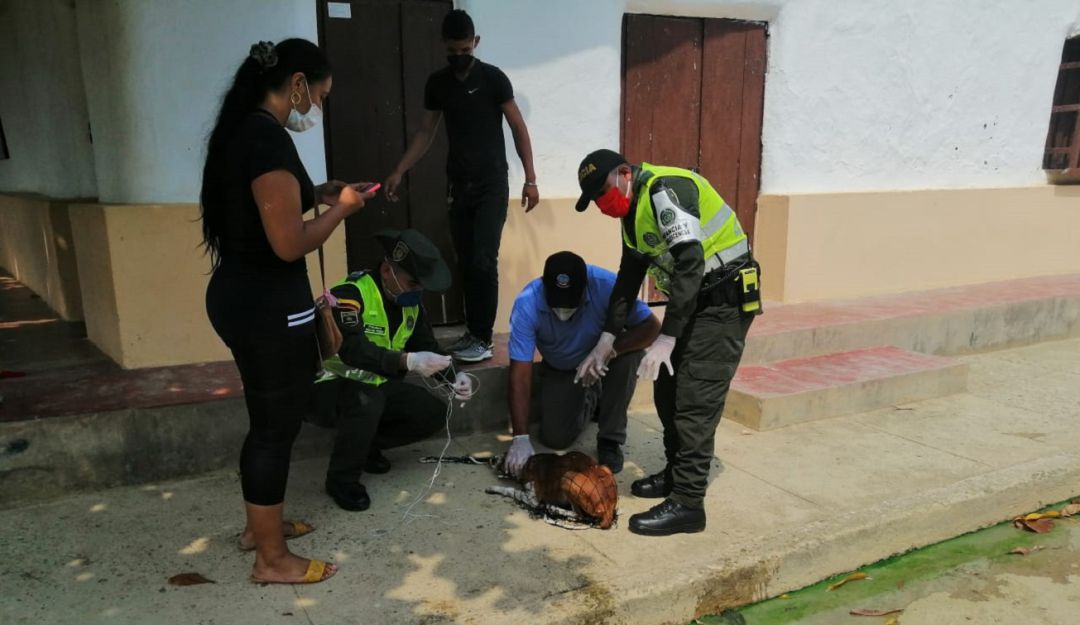 Rescate de perros en Bolívar: Policía de Bolívar rescata perro en condición de calle