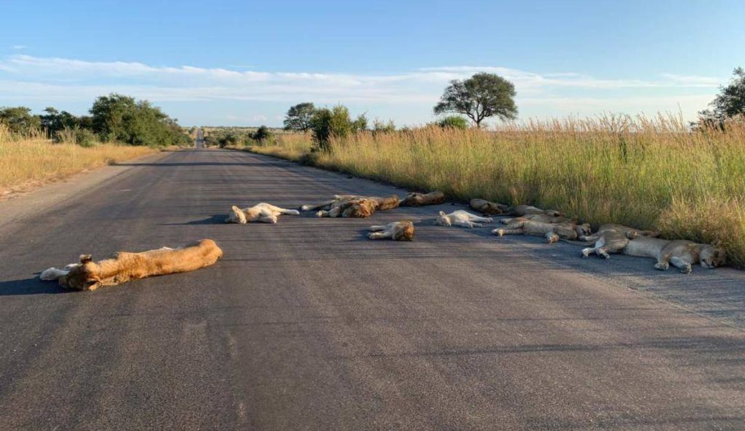 Animales salvajes vistos por la cuarentena: Manada de leones aprovechan cuarentena para dormirse en plena carretera