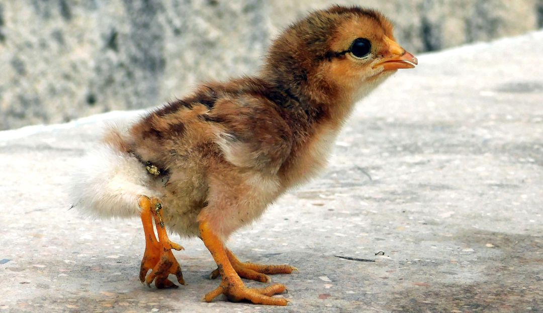 Pollo con cuatro patas Cuba: Nace en Cuba un pollito con cuatro patas