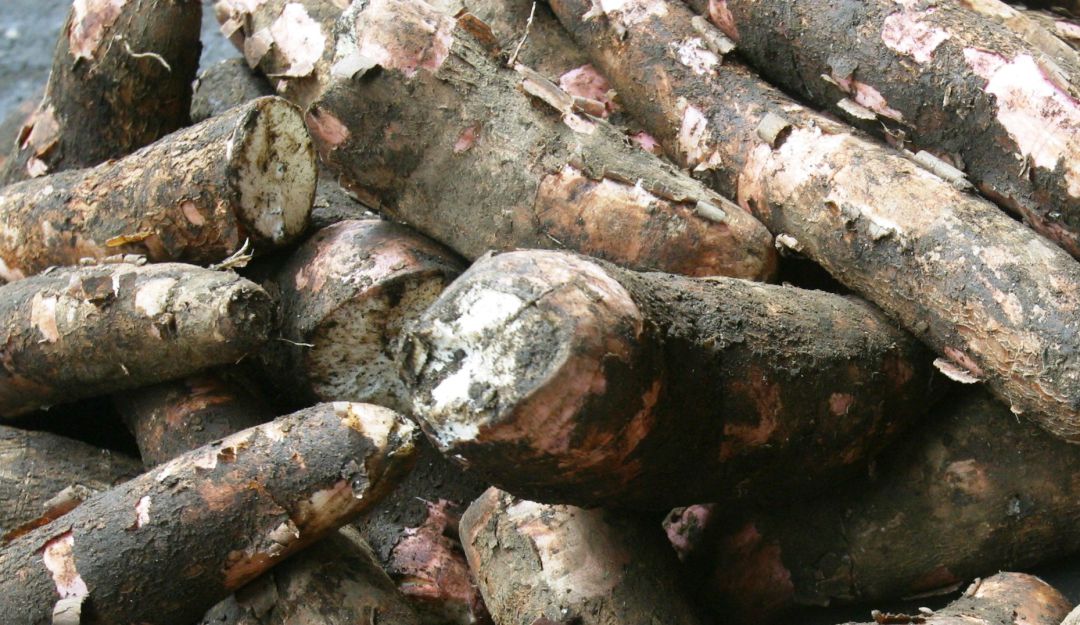De Bolívar a tu Mesa: De Bolívar a tu Mesa llegarán productos donados por campesinos a Cartagena