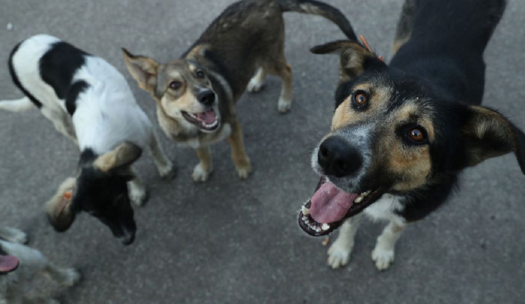 Noticias Bogotá: "Desde hace dos meses no hay servicio de esterilización": "Desde hace dos meses no hay servicio de esterilización para animales"