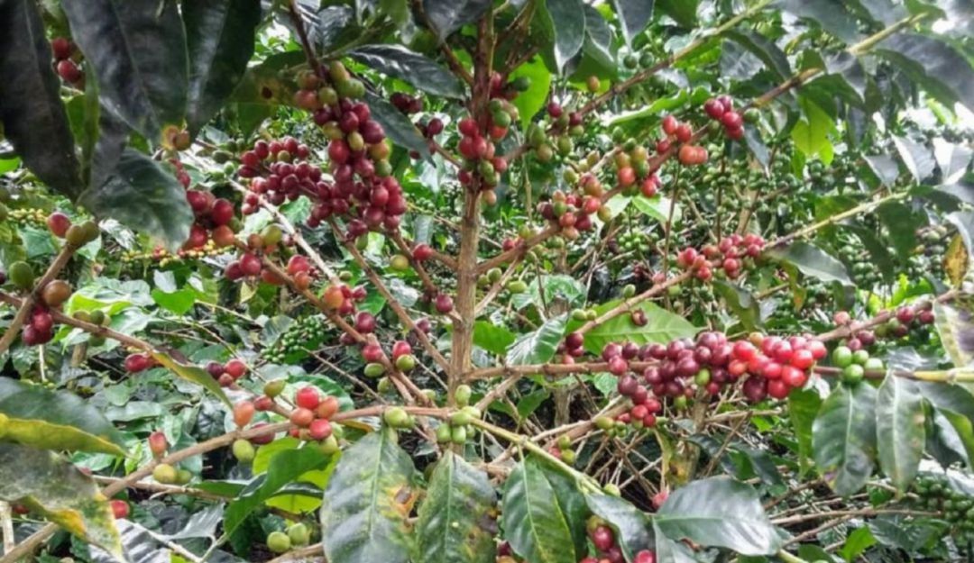 mujer cafetera; eje cafetero; rap;: La Rap adelanta proyecto para fortalecer a la mujer cafetera