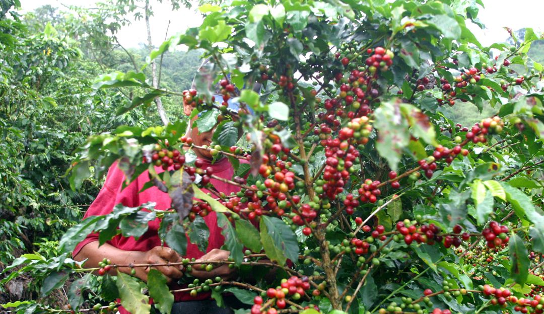 Estos son los protocolos para evitar contagios en la cosecha cafetera