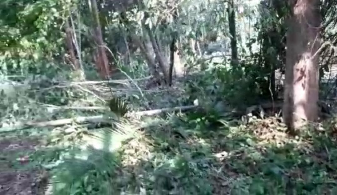 TALA ARBOLES ARBORICIDIO SANTANDER CIMITARRA: Se denuncia tala masiva de árboles en Santander