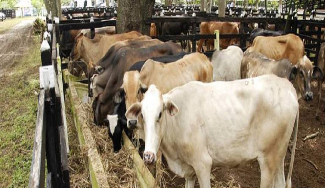 INSEGURIDAD EN EL CAMPO: Secuestran al ganadero Jaime Rueda en Casanare
