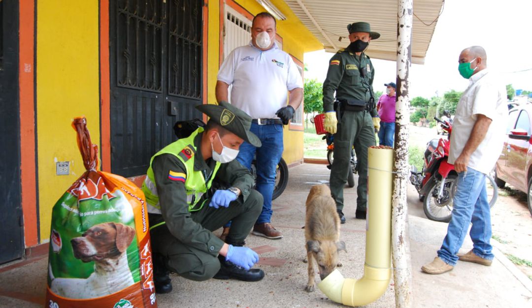Comedores para animales: Instalan comedores públicos para perros y gatos