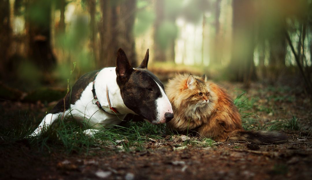 Población animal, natalidad: Prevenga la sobrepoblación de perros y gatos