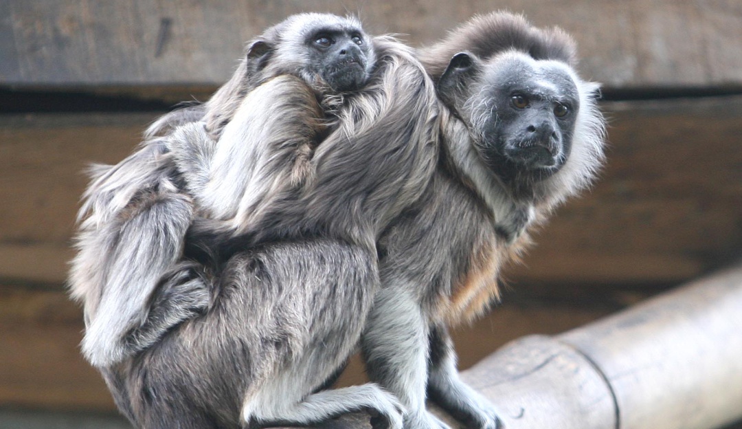 Apoyo a zoológicos en Colombia: MinAmbiente presenta balance exitoso de la campaña #NoEstanSolos