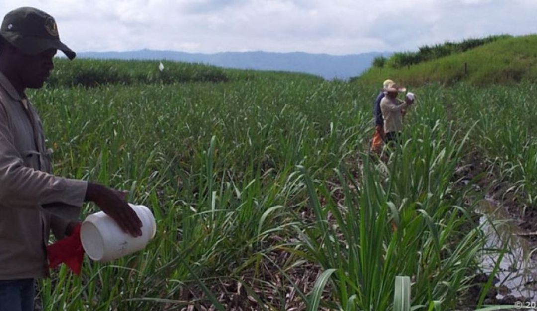 Sector azucarero pide al Gobierno y Fiscalía que intervengan en el Cauca: Sector azucarero pide al Gobierno y Fiscalía que intervengan en el Cauca