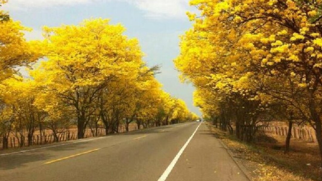 Valledupar se viste de amarillo durante cuarentena por coronavirus